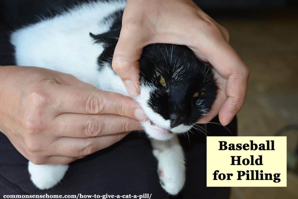 Holding head of cat to give the cat a pill