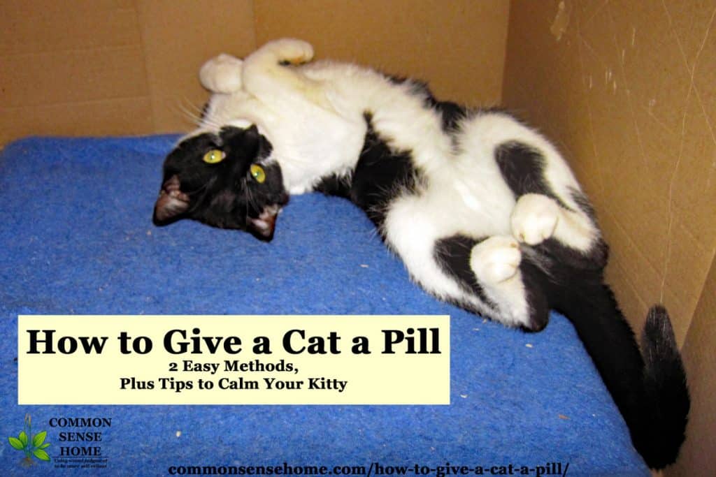 How to Give a Cat a Pill 2 Easy Methods