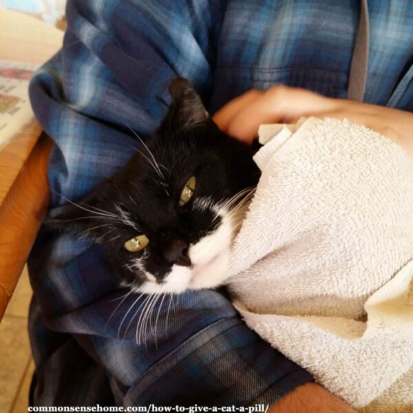 How to give a cat a pill 2 easy methods