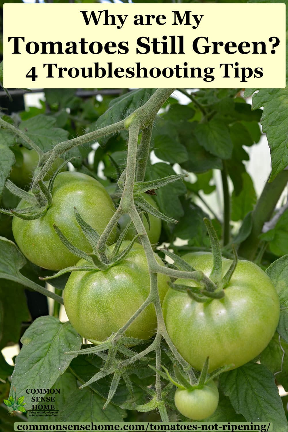4 Reasons Your Tomatoes Are Not Ripening + How You Can Help