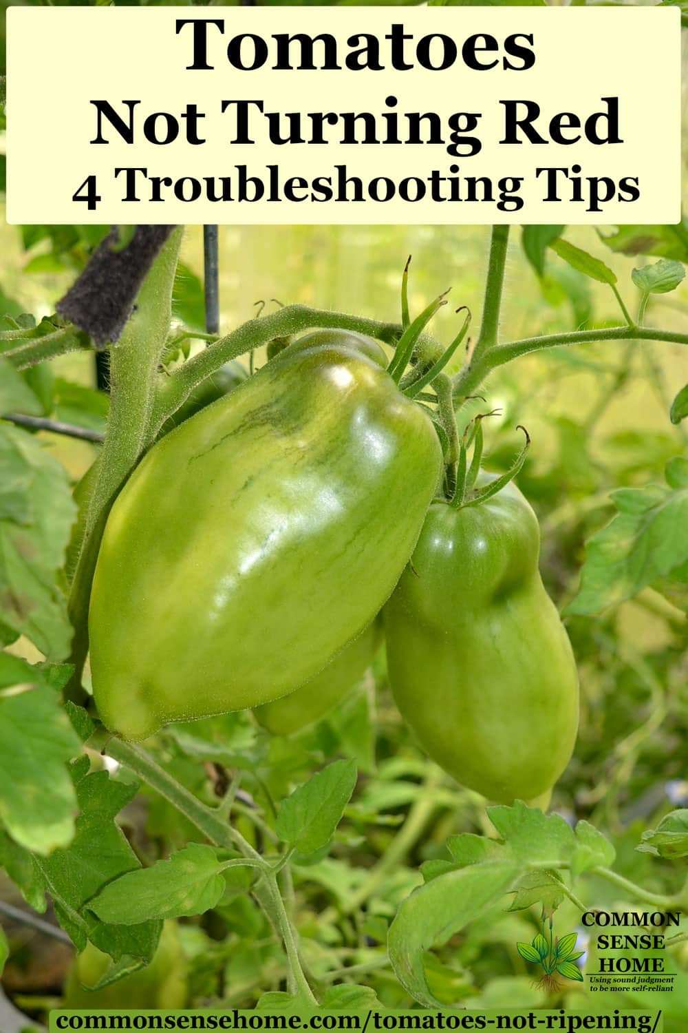 4 Reasons Your Tomatoes Are Not Ripening + How You Can Help