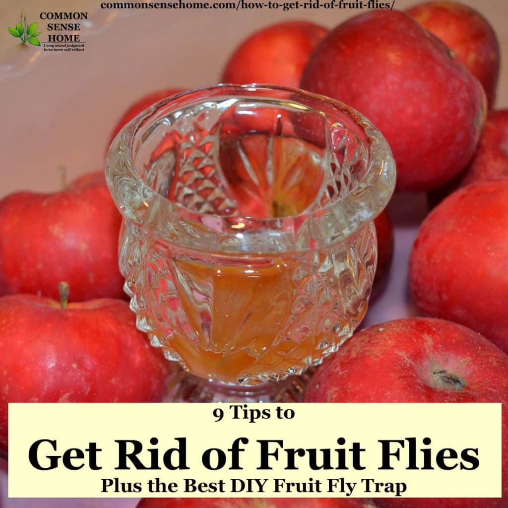 homemade fruit fly trap in bowl of apples