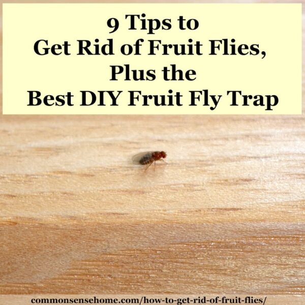 How to Get Rid of Fruit Flies (Plus Easy Fruit Fly Trap)