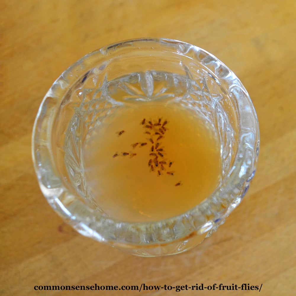 dead fruit flies in fruit fly trap