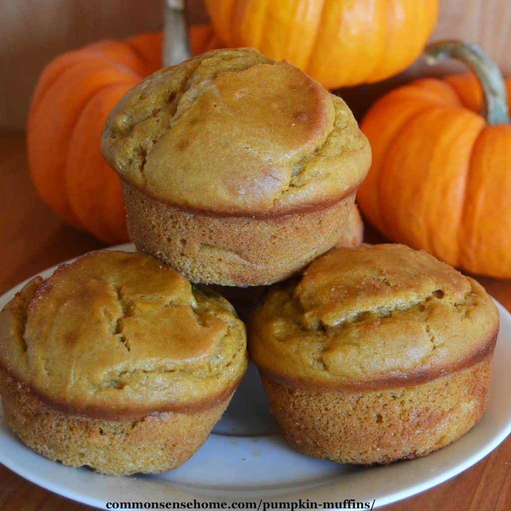 pumpkin muffins on white plate with mini pumpkin behind