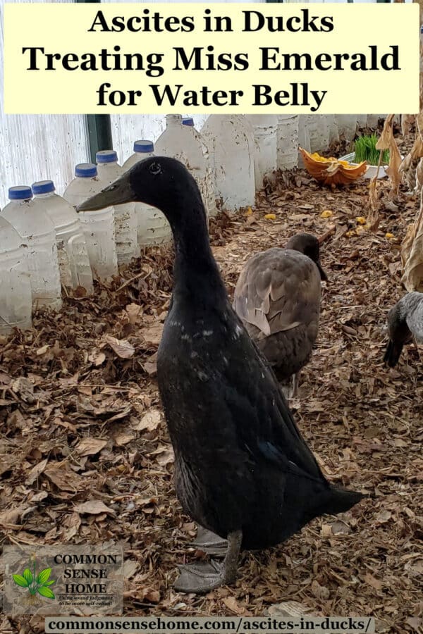 black runner duck with ascites