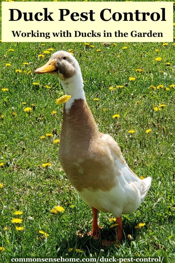 runner duck with dandelion in bill