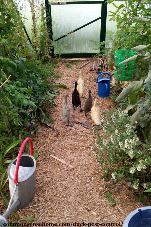 baby ducks on greenhouse pest control