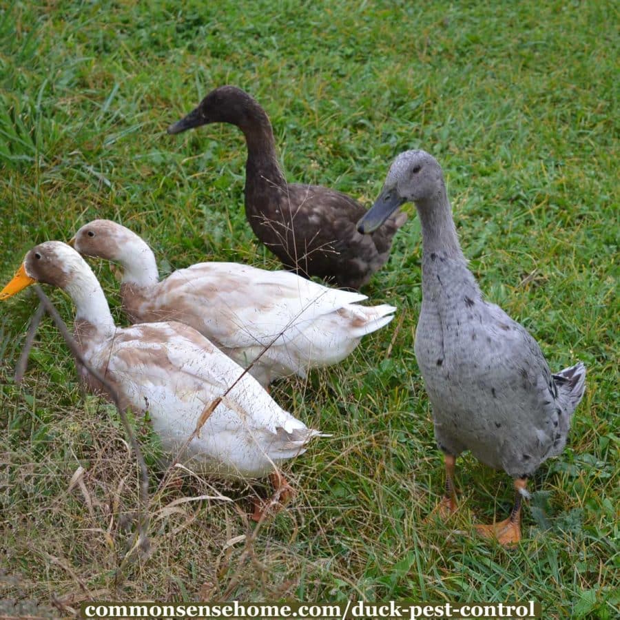 runner ducks at edge of garden