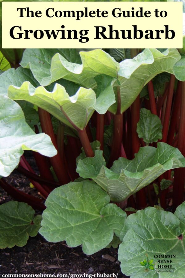 growing rhubarb plants