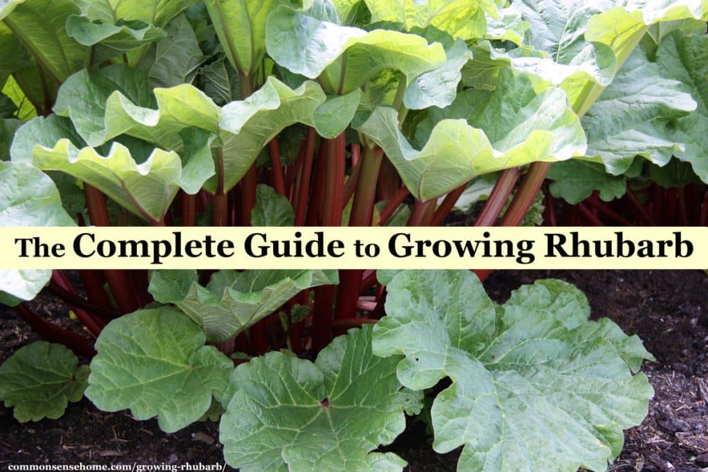 Growing Rhubarb - How to Plant, Grow and Harvest the Pie Plant