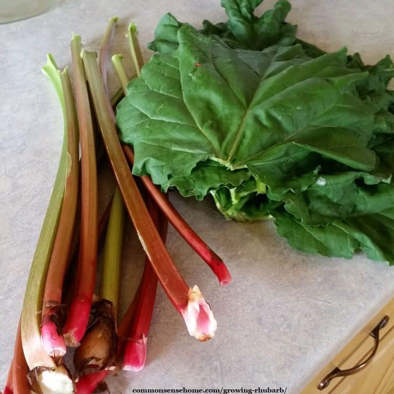 Growing Rhubarb – How to Plant, Grow and Harvest the “Pie Plant”