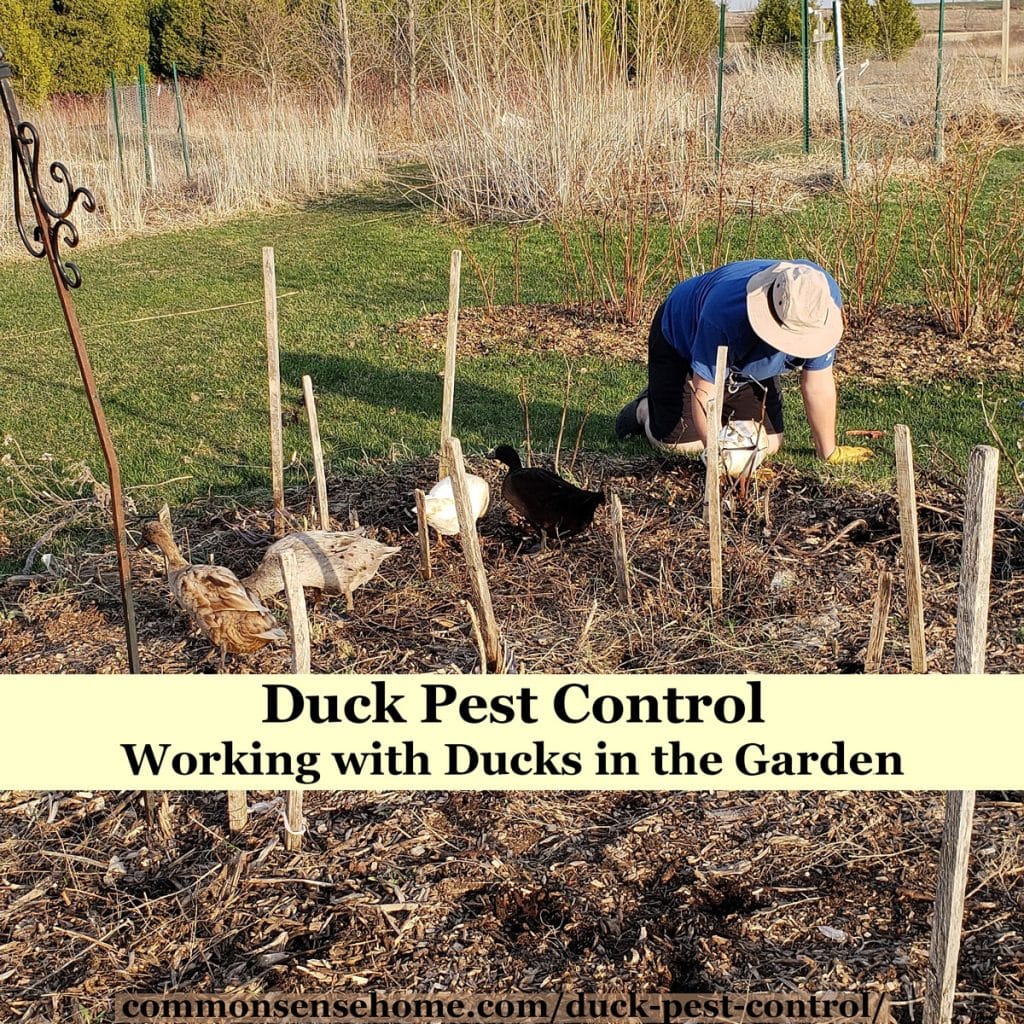 ducks looking for pests in garden bed