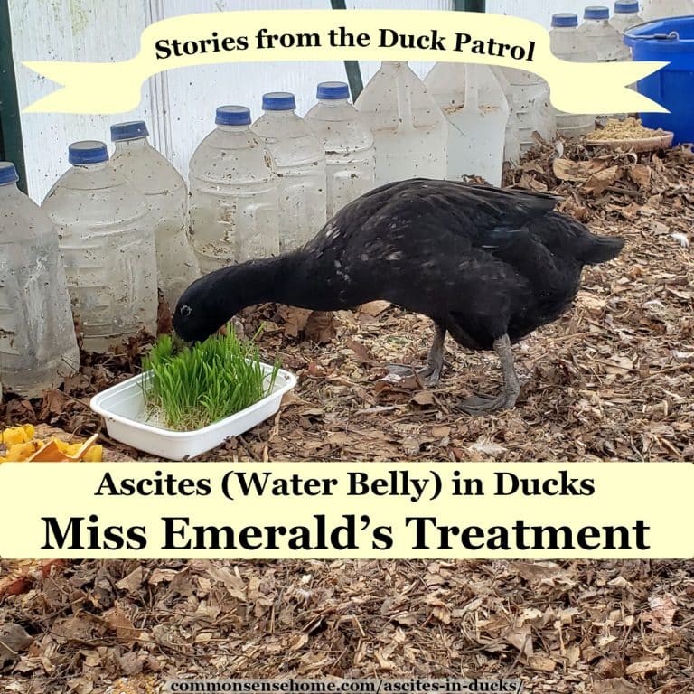 Ascites in Ducks – Treating Miss Emerald for Water Belly