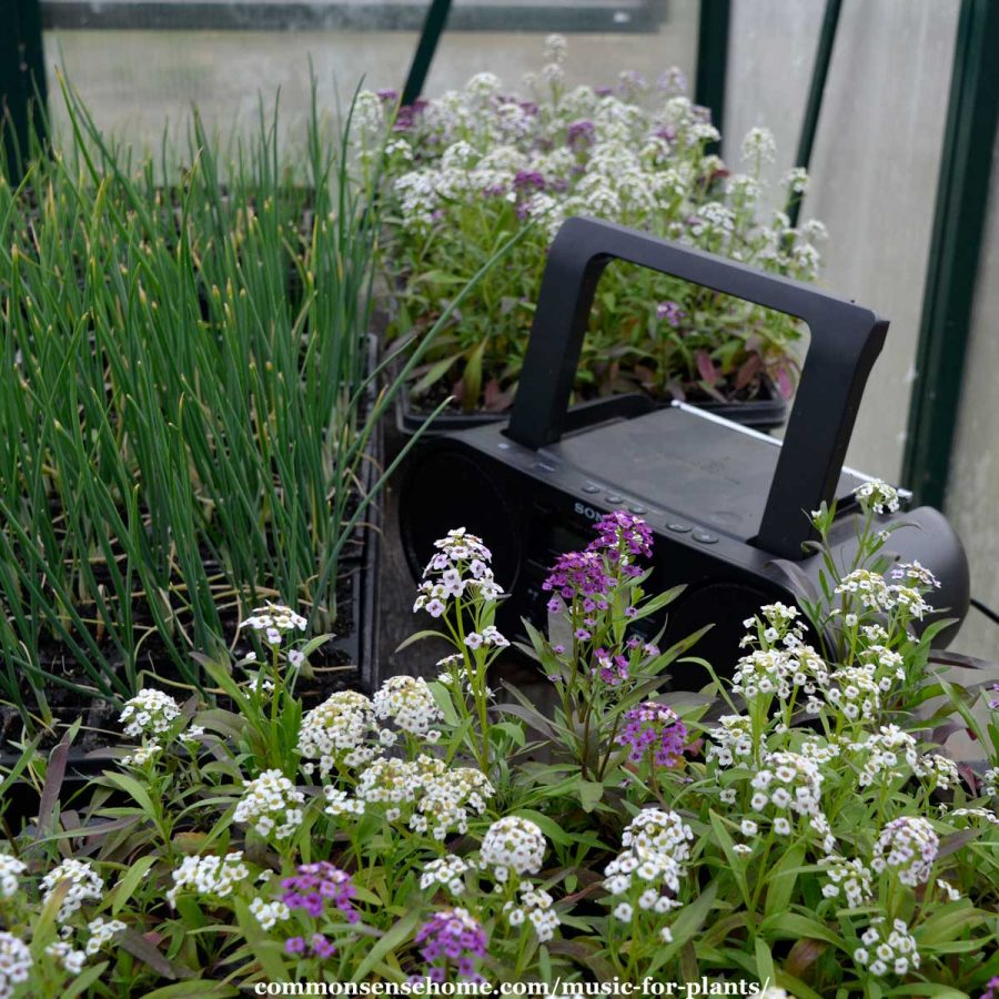 boom box playing music for plants