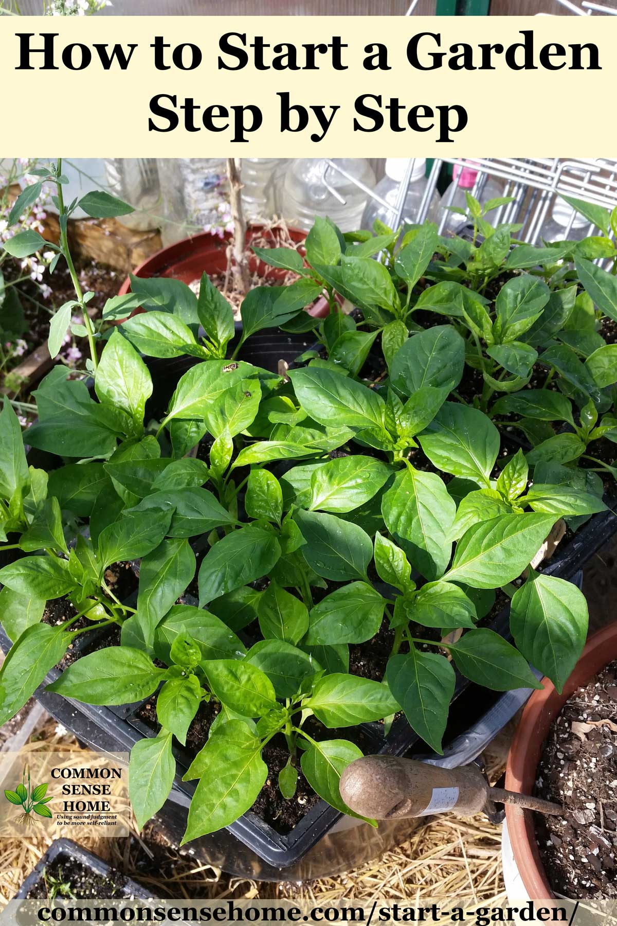 pepper seedlings