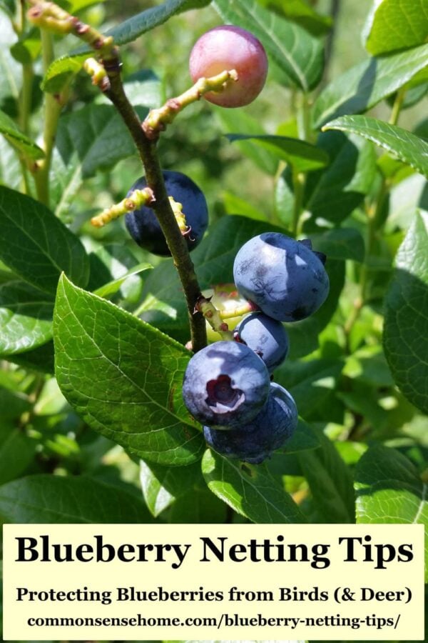 ripening blueberries on bush