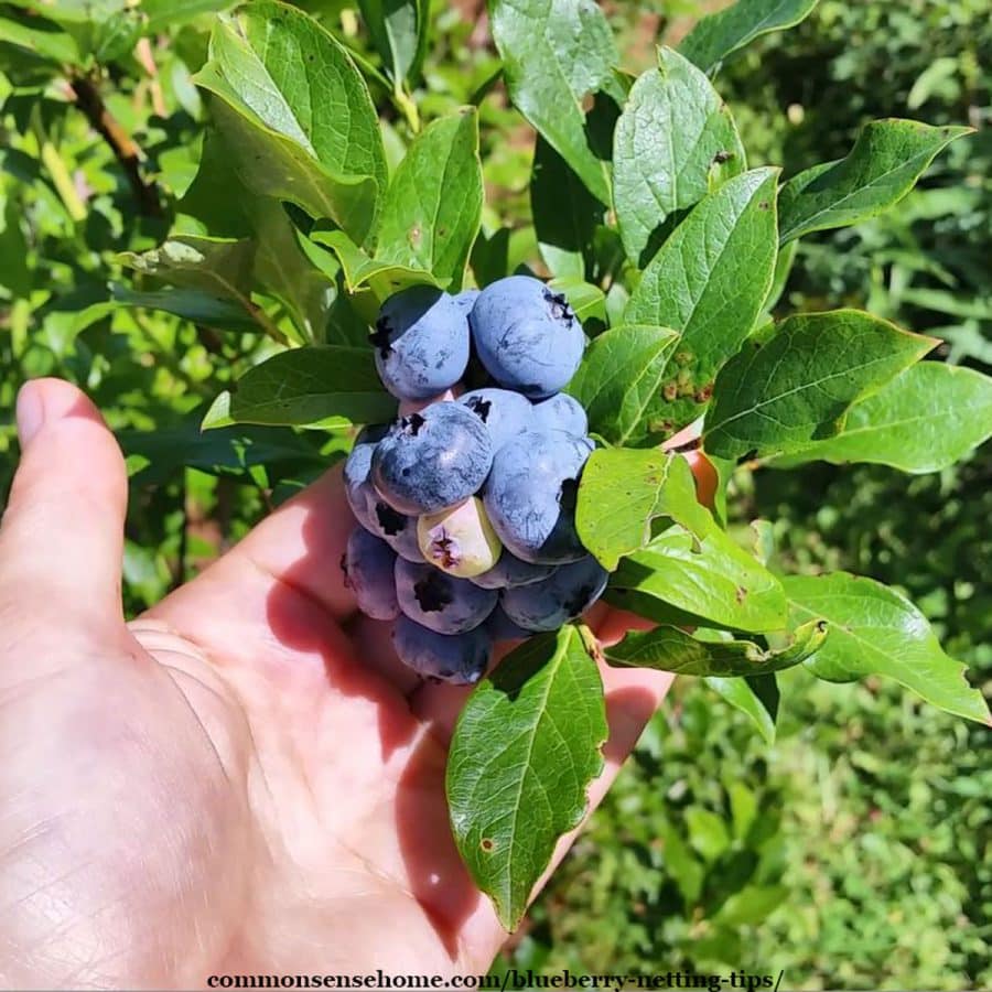 handful of blueberries on plant