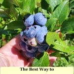 protect your blueberry harvest