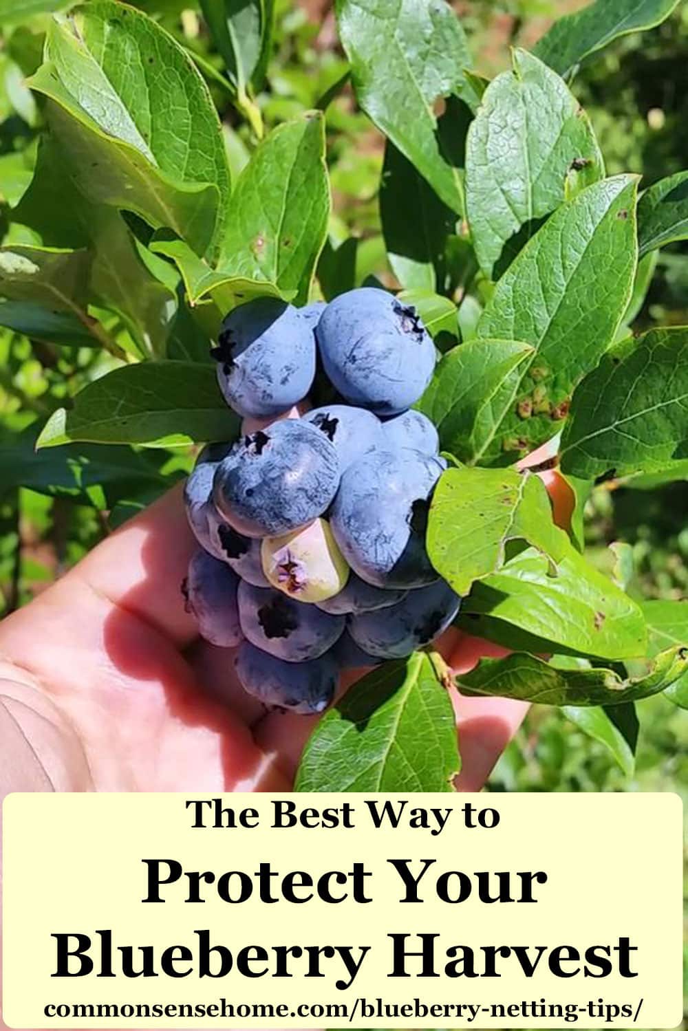 Blueberry Netting Tips Protect Blueberries from Birds (& Deer)