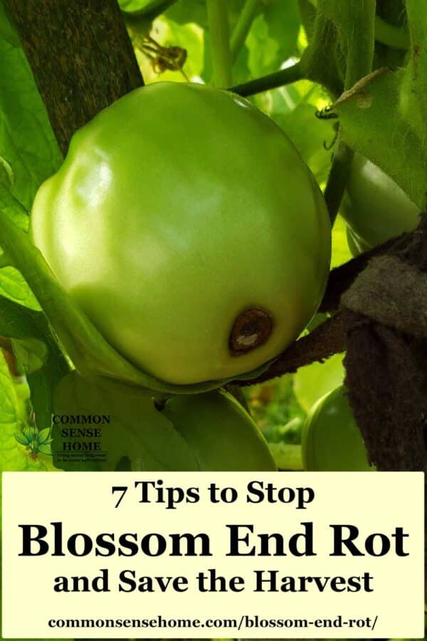 7 Steps To Stop Blossom End Rot And Save The Harvest - 