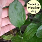 plantain weed leaf