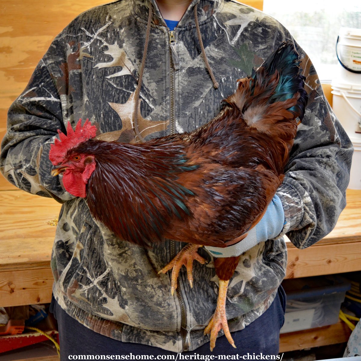 person holding heritage meat chicken