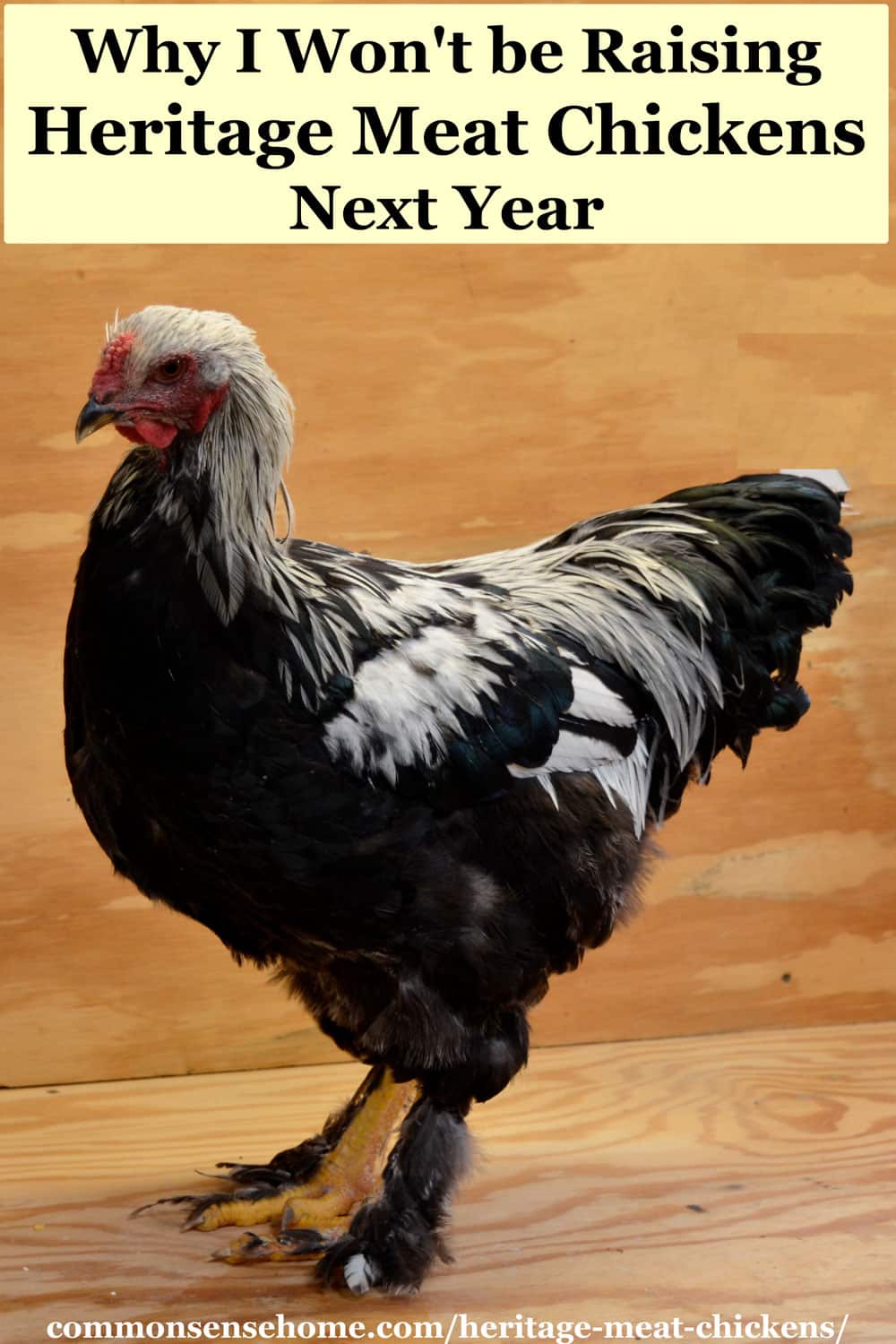 Why We Won't be Raising Heritage Meat Chickens Next Year