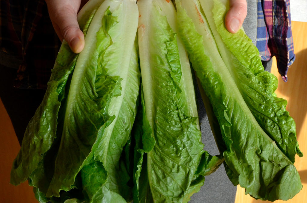 romaine lettuce