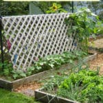 elevated vegetable garden beds