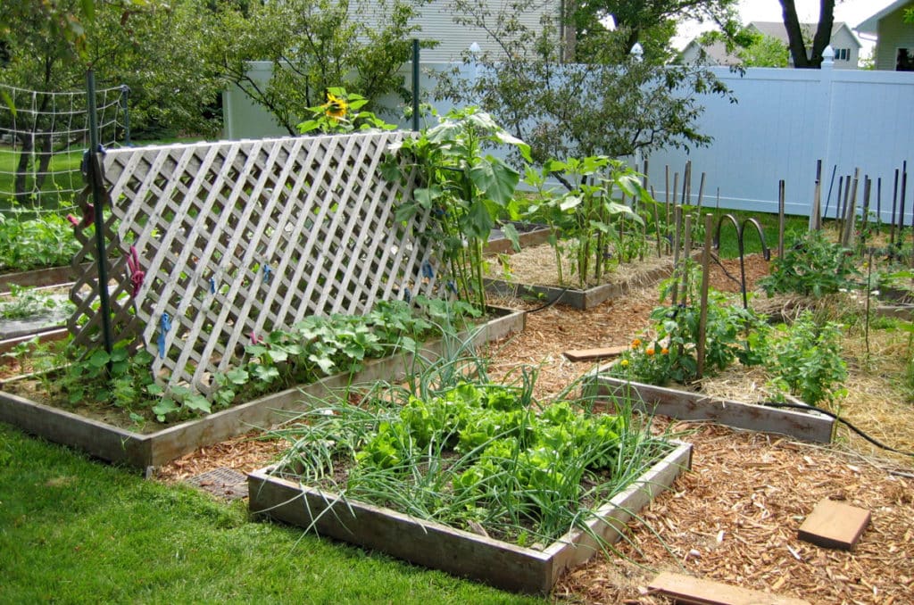 elevated cedar garden beds