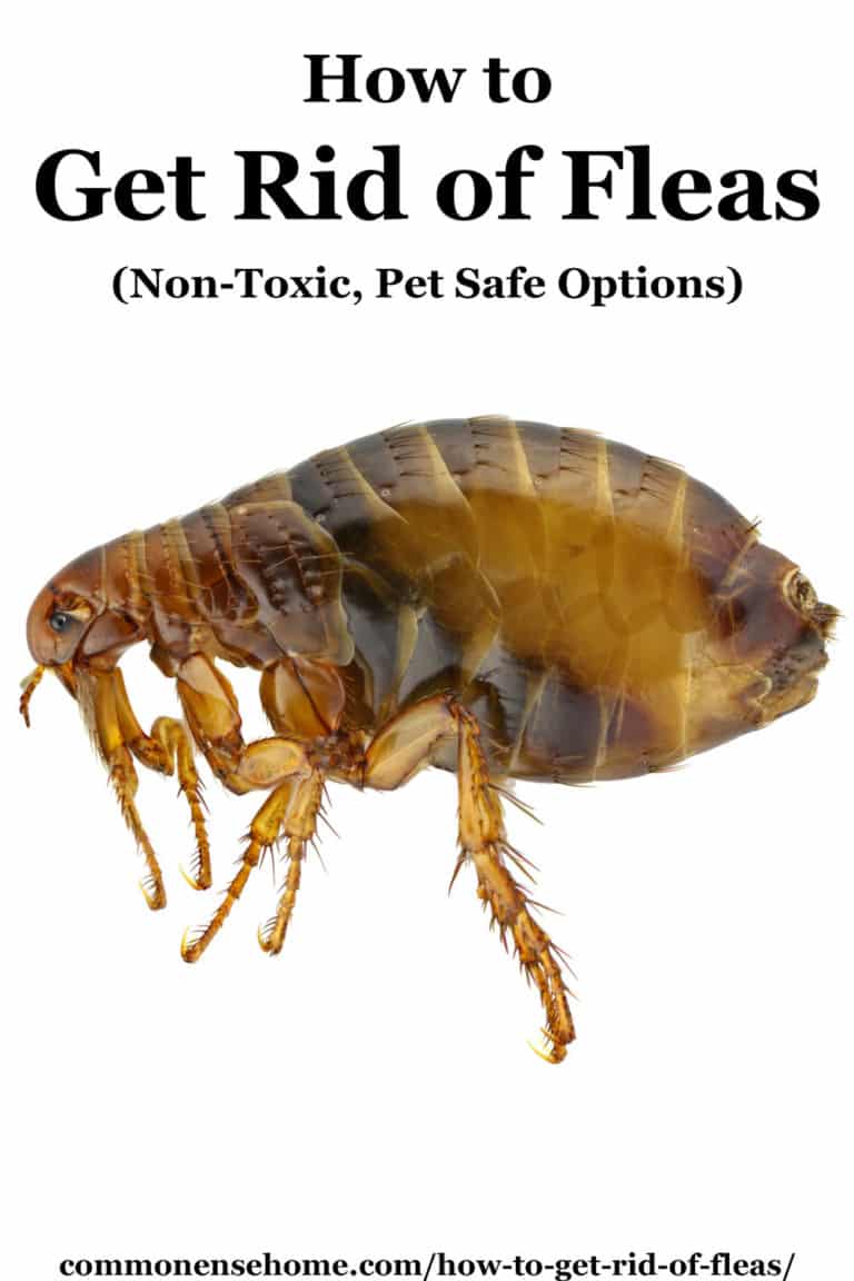 How to Get Rid of Fleas (Non-Toxic, Pet Safe Options)