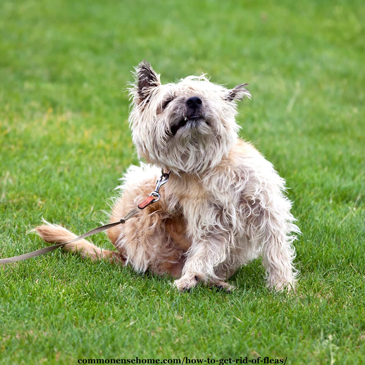 dog scratching fleas