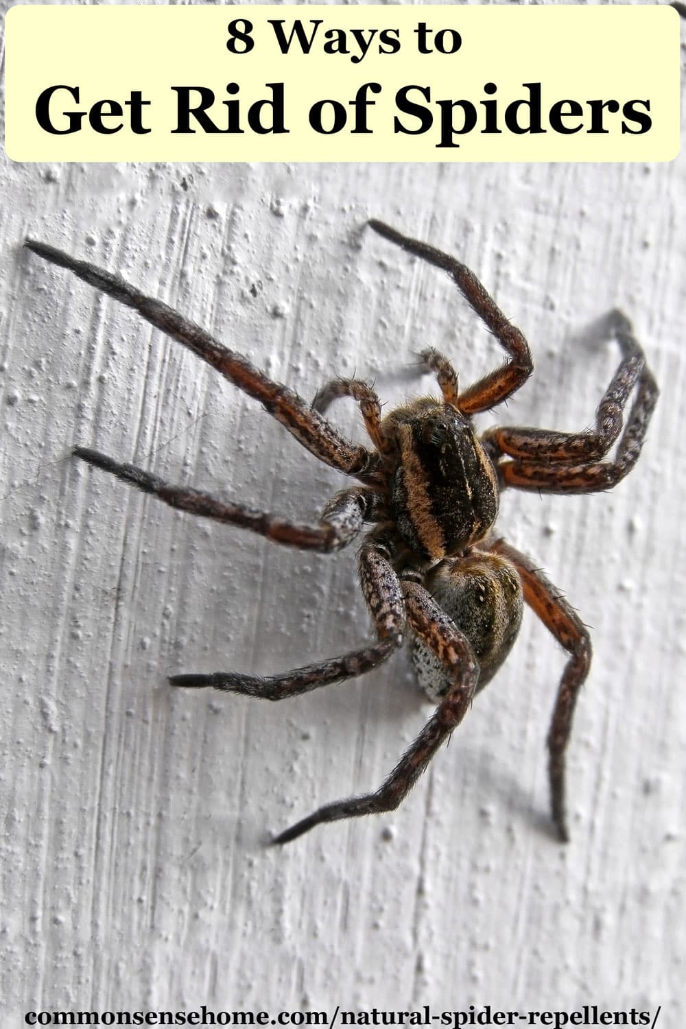 Natural Spider Repellents 8 Ways To Get Rid Of Spiders