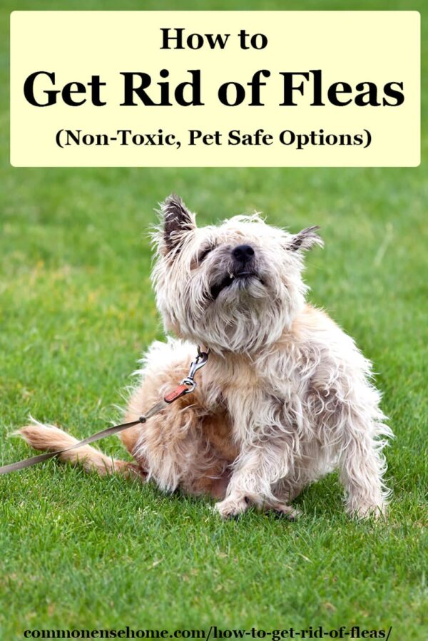 How to Get Rid of Fleas (NonToxic, Pet Safe Options)