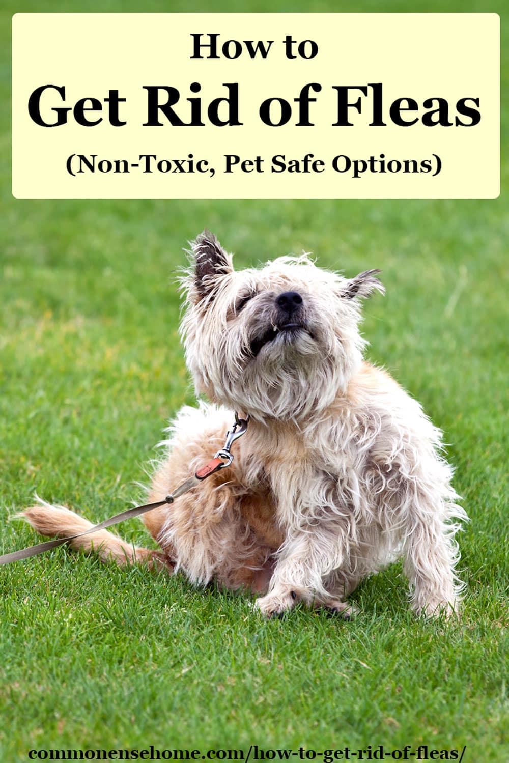 Easy way to get rid of fleas hotsell on dogs