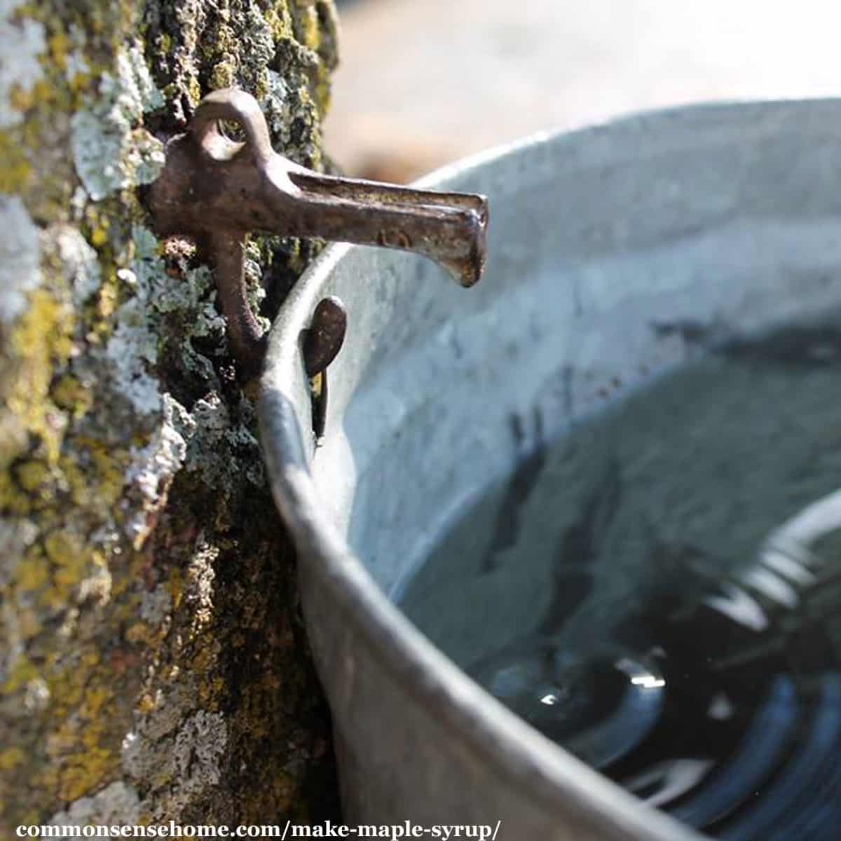 tapping a maple tree for sap