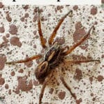 brown spider