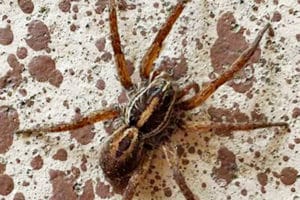 Natural Spider Repellents 8 Ways To Get Rid Of Spiders
