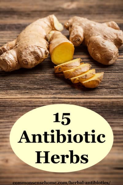 Herbal Antibiotics - 15 Natural Infection Fighters