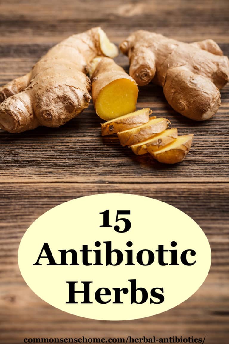 Herbal Antibiotics 15 Natural Infection Fighters