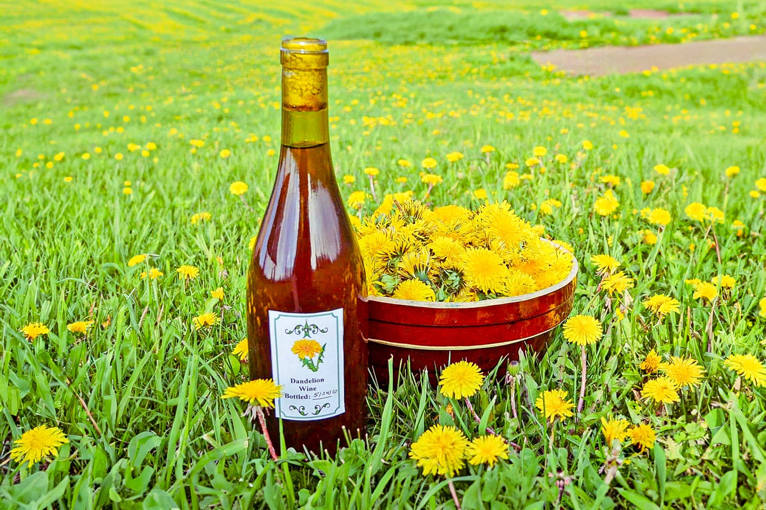 https://commonsensehome.com/wp-content/uploads/2020/02/dandelion-wine-recipe-flower-field-2.jpg