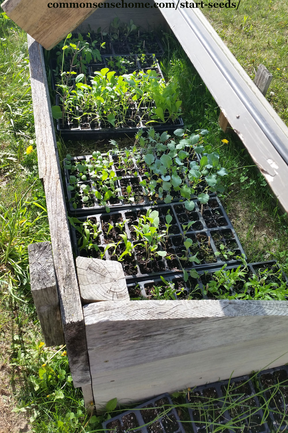 hardening off seedlings in a cold frame