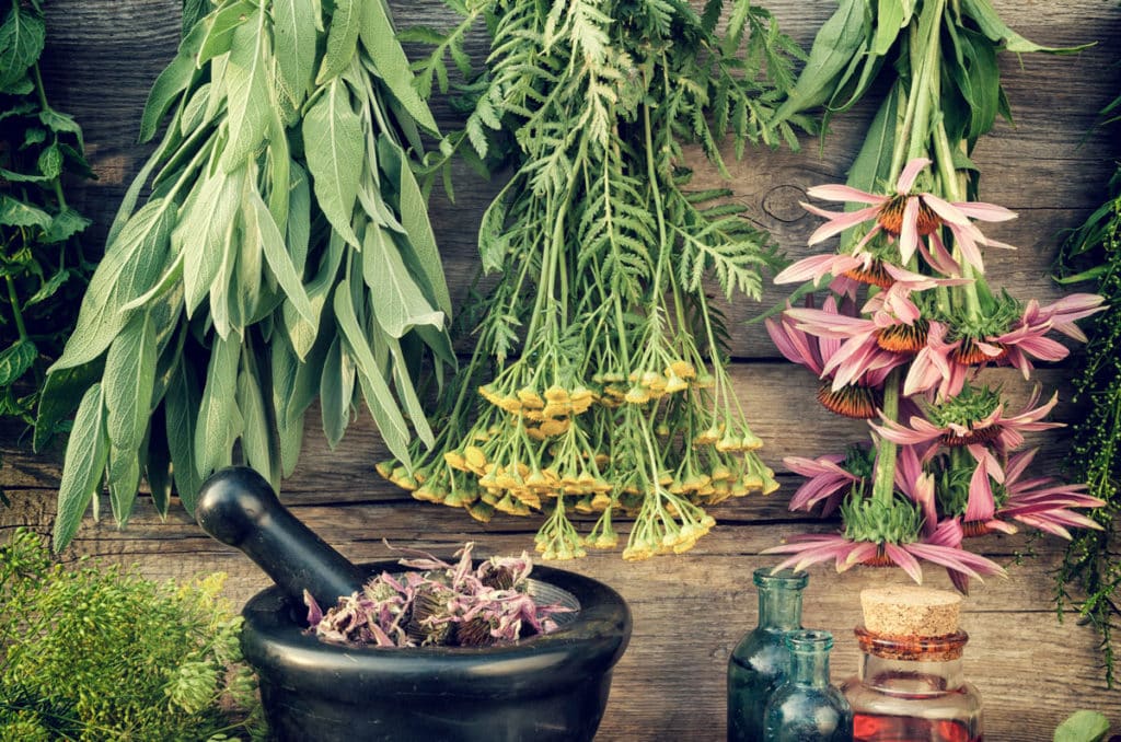 herbal antibiotics - herds drying