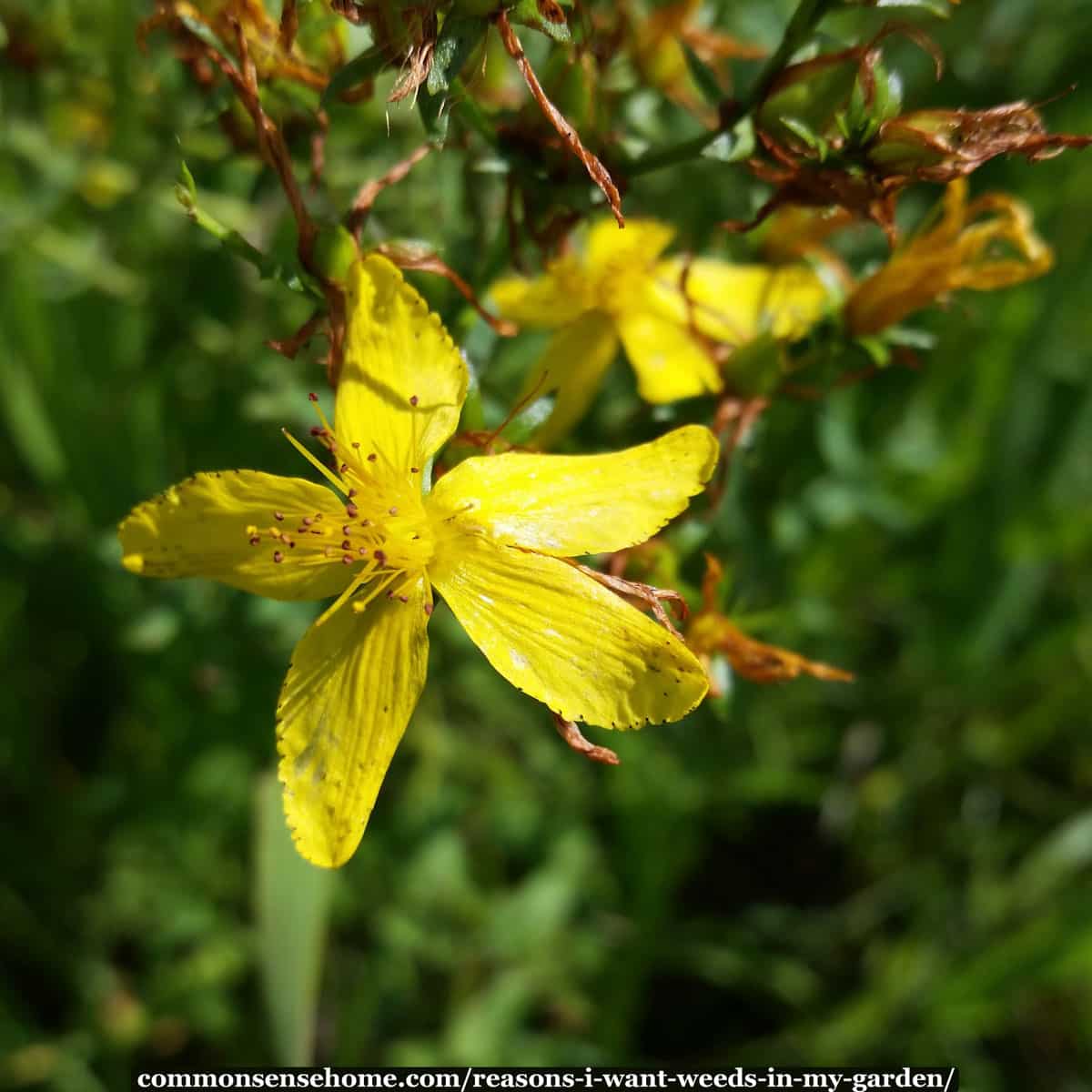 St. John's Wort