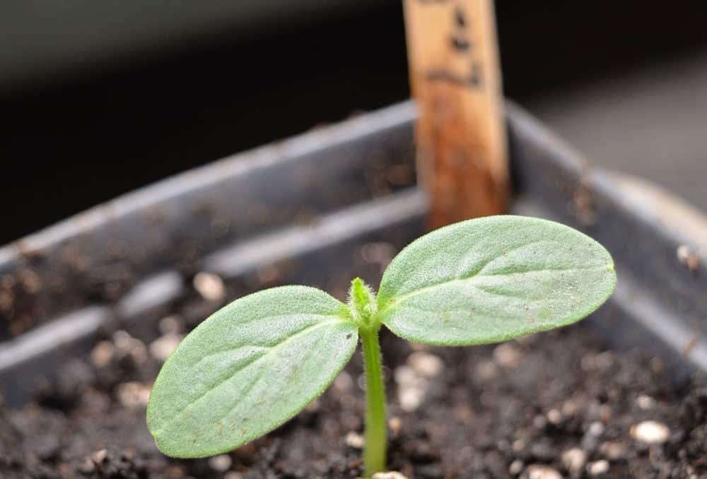 cucumber seedling