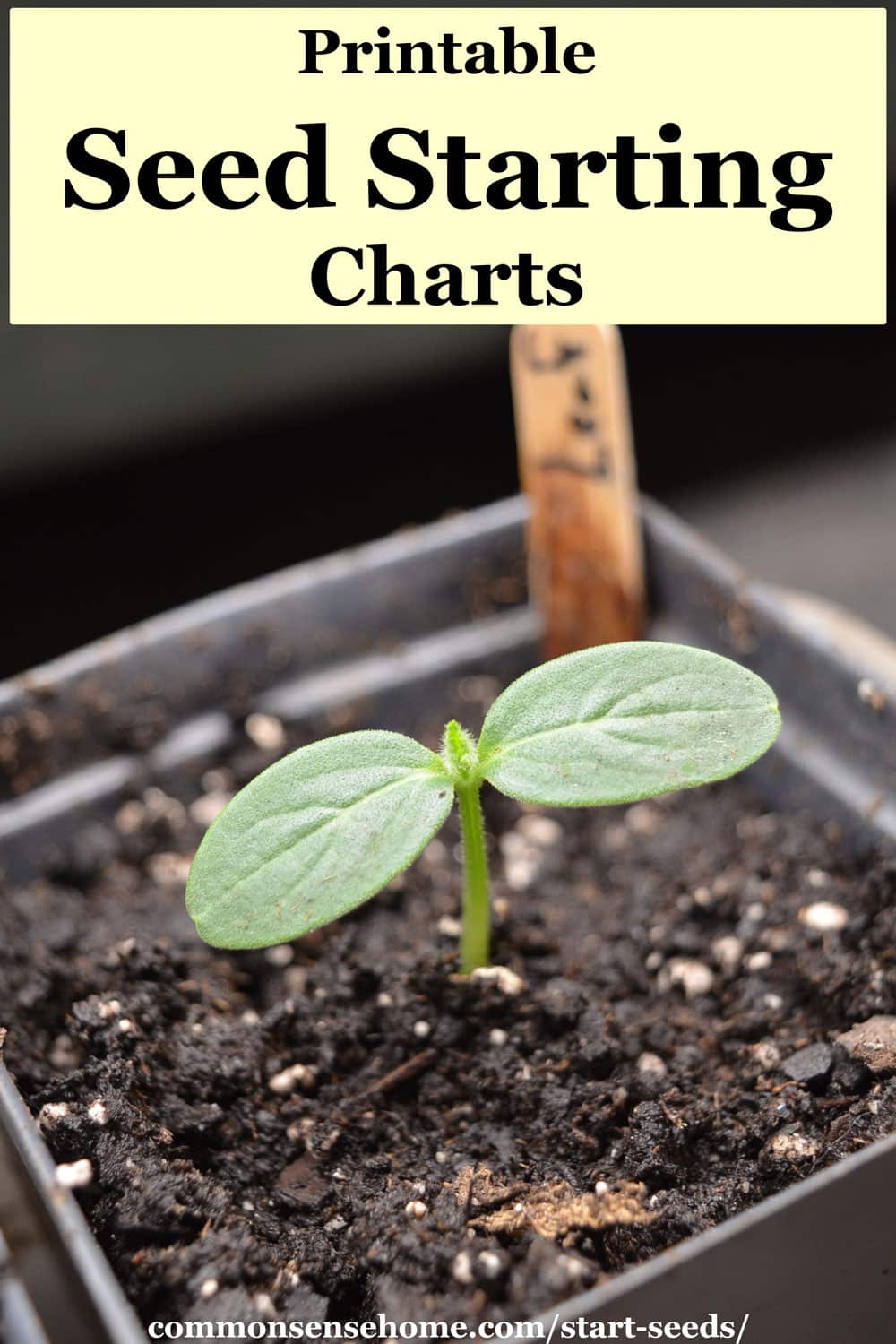 When Should I Start Seeds? Indoor and Outdoor Charts