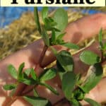 purslane plant in hand