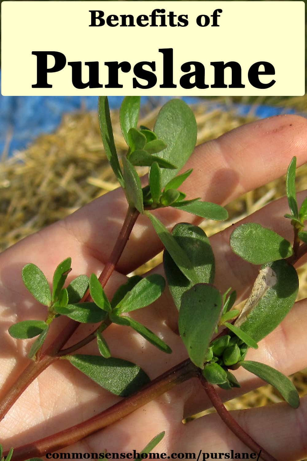 Purslane Health Benefits