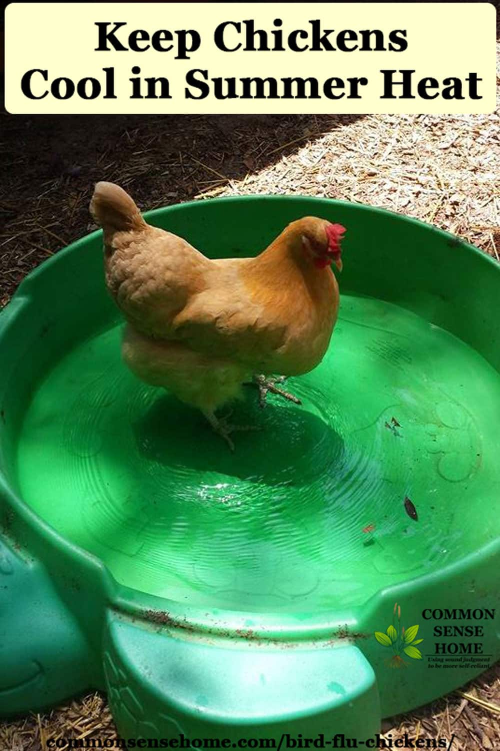 chicken in swimming pool